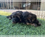 Small #5 German Shepherd Dog