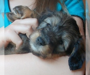 Cadoodle Puppy for sale in PERU, IN, USA