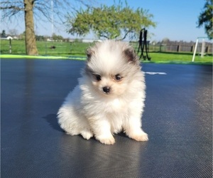 Pomeranian Puppy for sale in ORRVILLE, OH, USA
