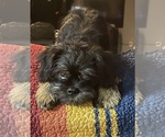 Small #1 Brussels Griffon
