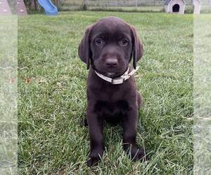 Labrador Retriever Puppy for sale in DAYTON, VA, USA