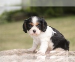 Image preview for Ad Listing. Nickname: Silas