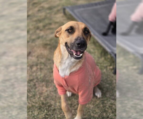 Medium Photo #3 Black Mouth Cur-Unknown Mix Puppy For Sale in The Woodlands, TX, USA