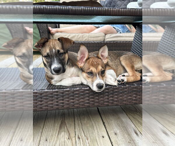 Medium Photo #3 Labbe Puppy For Sale in Brewster, NY, USA