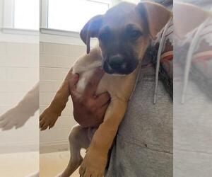 Bullboxer Pit Dogs for adoption in Santa Maria, CA, USA