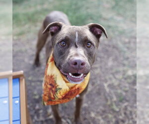 American Staffordshire Terrier-Unknown Mix Dogs for adoption in San Antonio, TX, USA