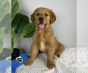 Golden Retriever Puppy for sale in FRANKLIN, IN, USA