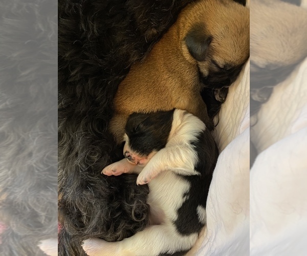 Medium Photo #4 Saint Berdoodle-Saint Bernard Mix Puppy For Sale in BEAVER FALLS, PA, USA