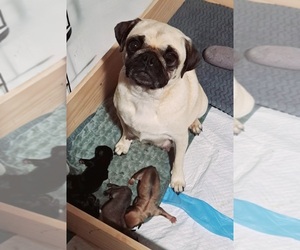 Pug Litter for sale in NEW BERN, NC, USA