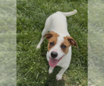 Small Jack Russell Terrier Mix