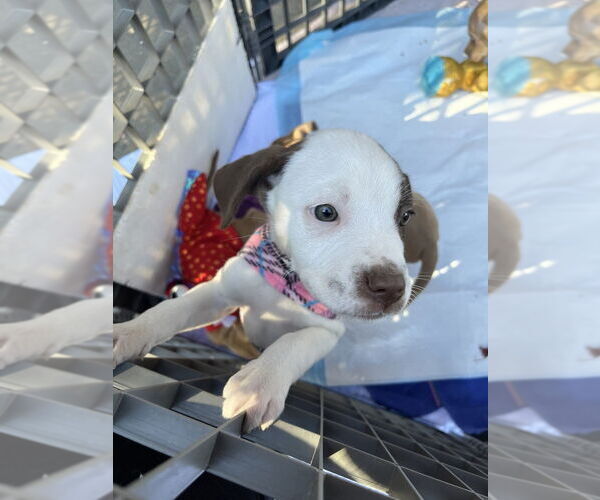 Medium Photo #8 Mutt Puppy For Sale in Mooresville, NC, USA