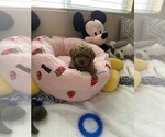Small Photo #15 Poodle (Toy) Puppy For Sale in NORTH HILLS, CA, USA