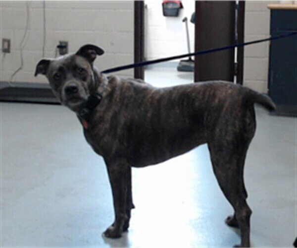 Medium Photo #1 Mutt Puppy For Sale in Fayetteville, NC, USA