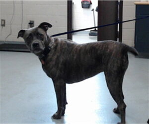 Mutt Dogs for adoption in Fayetteville, NC, USA