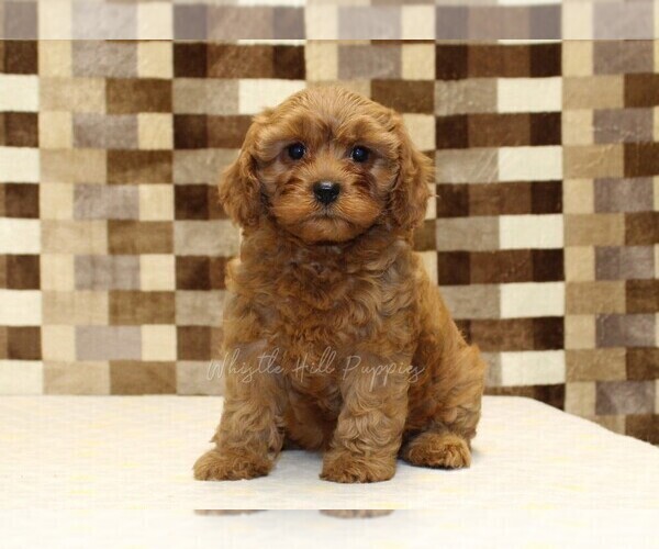 Medium Photo #3 Cavapoo (Miniature) Puppy For Sale in DENVER, PA, USA