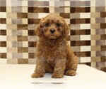 Small #2 Cavapoo (Miniature)