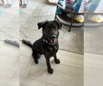 Small #3 Labrador Retriever Mix