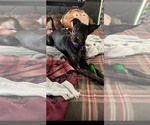 Small #15 Dutch Shepherd  Mix