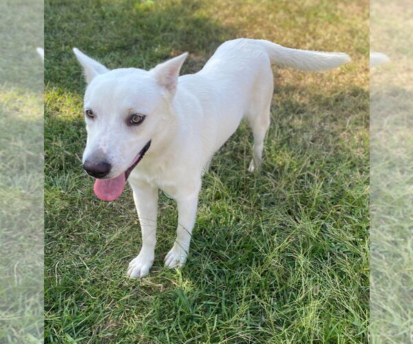 Medium Photo #3 Mutt Puppy For Sale in Bryant, AR, USA