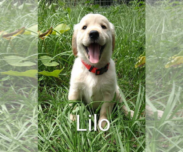 Medium Photo #14 Golden Retriever Puppy For Sale in PLANT CITY, FL, USA