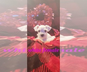 Schnauzer (Miniature) Puppy for sale in CHILDRESS, TX, USA