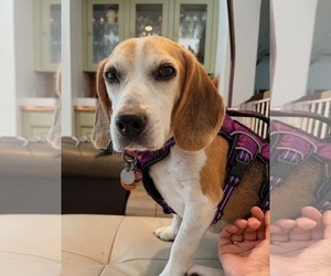 Smeagol - Male Beagle Dog for Adoption - Photo #3