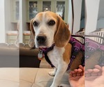 Small #2 Beagle