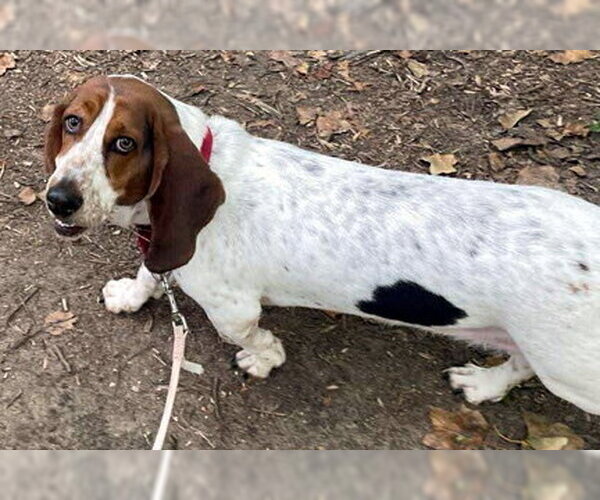 Medium Photo #7 Basset Hound Puppy For Sale in Deepwater, NJ, USA