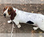 Small #6 Basset Hound