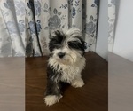 Small #56 Havanese