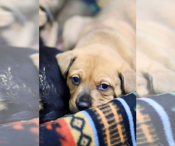 Medium Photo #1 Mutt Puppy For Sale in Webster, WI, USA