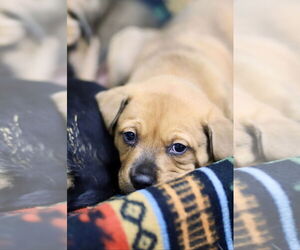 Mutt Dogs for adoption in Webster, WI, USA