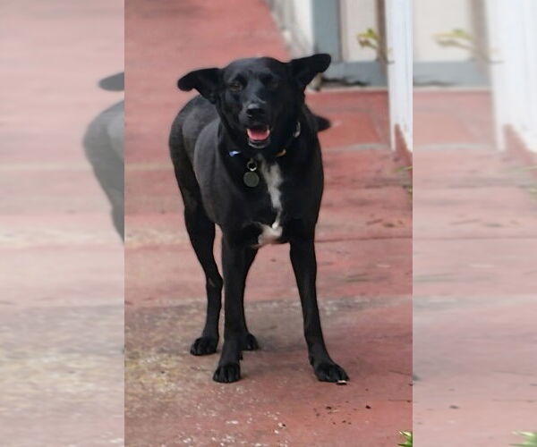 Medium Photo #2 Labrador Retriever-Unknown Mix Puppy For Sale in oakland, FL, USA