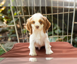 Cocker Spaniel Puppy for sale in NAPPANEE, IN, USA