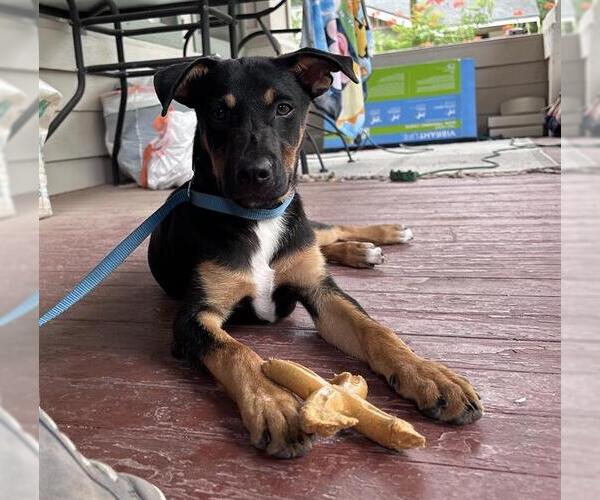 Medium Photo #1 Labrador Retriever-Unknown Mix Puppy For Sale in San Antonio, TX, USA