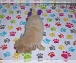 Small Photo #12 Cockapoo-Poodle (Miniature) Mix Puppy For Sale in ORO VALLEY, AZ, USA