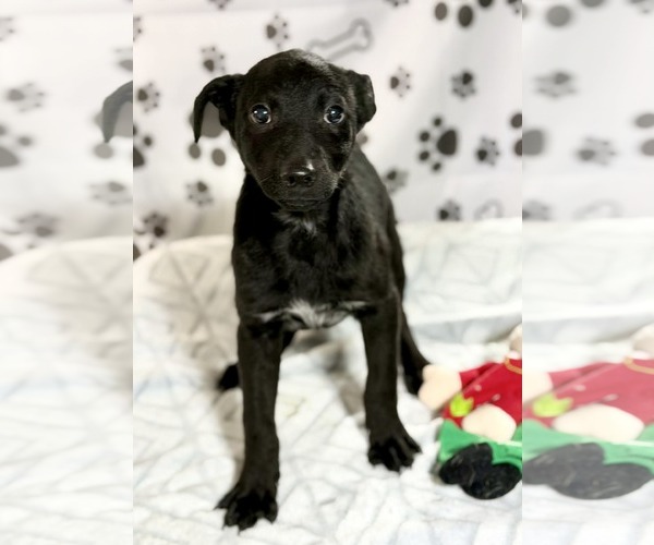 Medium Photo #2 Collie-Unknown Mix Puppy For Sale in SHERBURNE, NY, USA