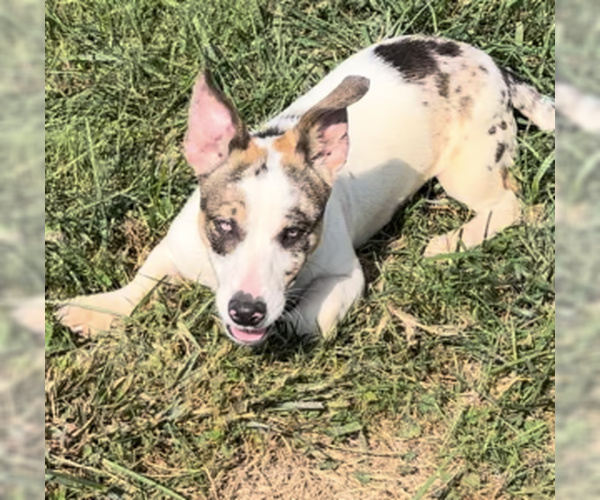 Medium Photo #3 Chiweenie Puppy For Sale in Sistersville, WV, USA