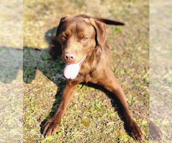 Medium Photo #2 Chesapeake Bay Retriever-Chocolate Labrador retriever Mix Puppy For Sale in Anniston, AL, USA