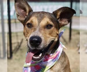 American Staffordshire Terrier-Unknown Mix Dogs for adoption in San Antonio, TX, USA