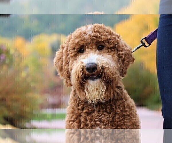 Medium Photo #1 Goldendoodle Puppy For Sale in MISSOULA, MT, USA