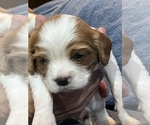 Small Photo #4 Cavalier King Charles Spaniel Puppy For Sale in LAWSON, MO, USA