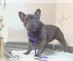 Small French Bulldog