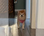 Small #1 Pomeranian