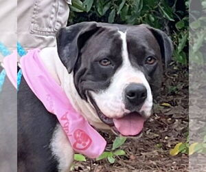 Bria - Female Boxer-Pointer Mix Dog for Adoption - Photo #2