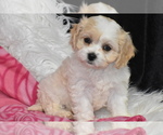 Small Photo #2 Cavachon Puppy For Sale in ELDORADO, OH, USA
