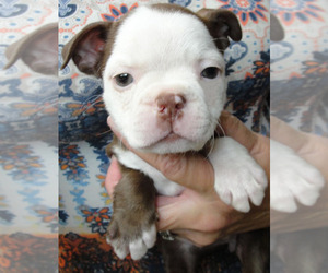 Boston Terrier Puppy for sale in BEND, OR, USA