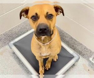American Staffordshire Terrier-Boxer Mix Dogs for adoption in Houston, TX, USA