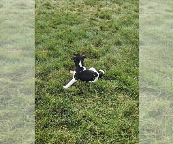 Medium Photo #2 Rat Terrier Puppy For Sale in ELLENSBURG, WA, USA