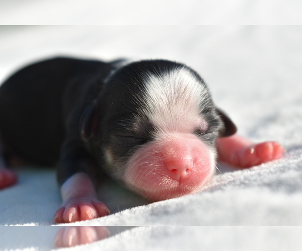 Medium Photo #1 Auss-Tzu Puppy For Sale in PALM COAST, FL, USA